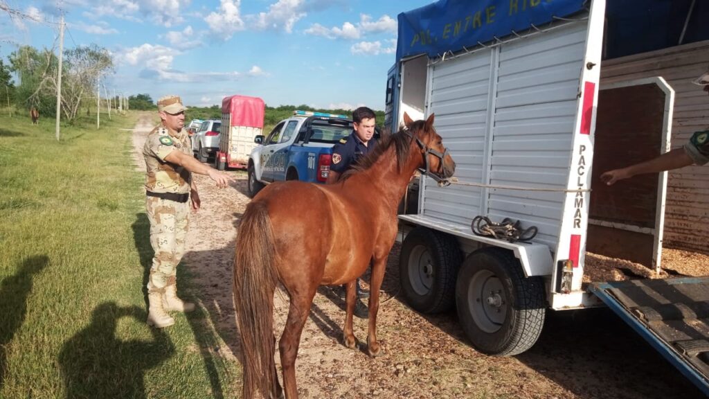 Protocolo municipal: qué hacer ante la presencia de caballos sueltos en la vía pública