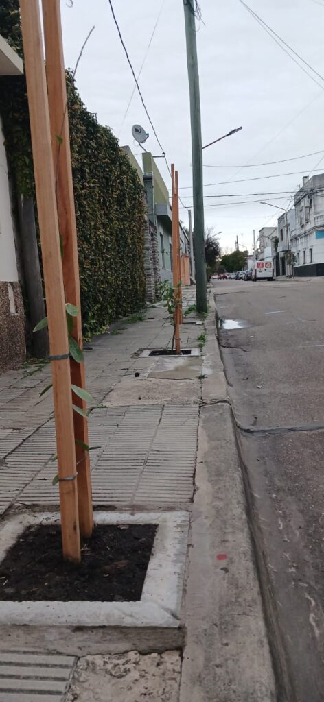 Concepción del Uruguay suma 100 nuevos árboles y prepara la segunda etapa del Plan de Arbolado