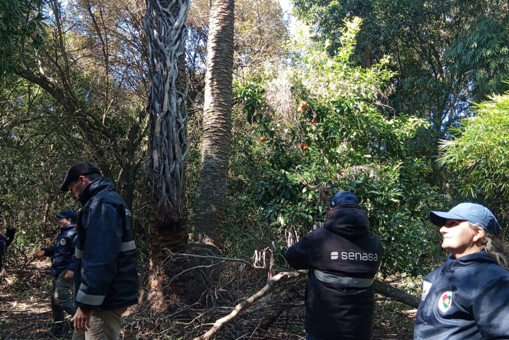 Despliegan controles preventivos en palmeras nativas para contener el avance del picudo rojo