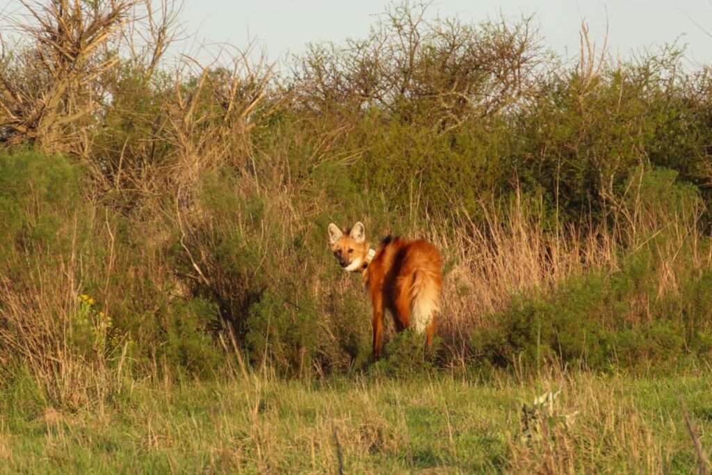 Entre Ríos liberó un nuevo ejemplar de aguará guazú en la Reserva El Potrero