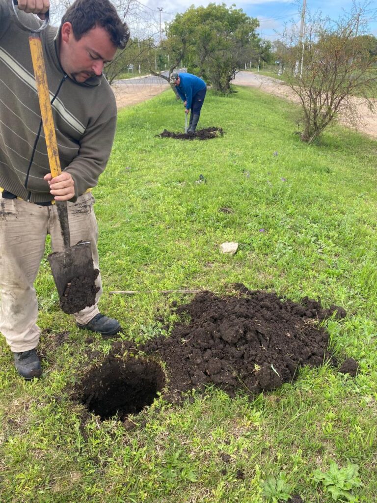 Avanza la etapa final del Plan de Arbolado con nuevas plantaciones en la ciudad